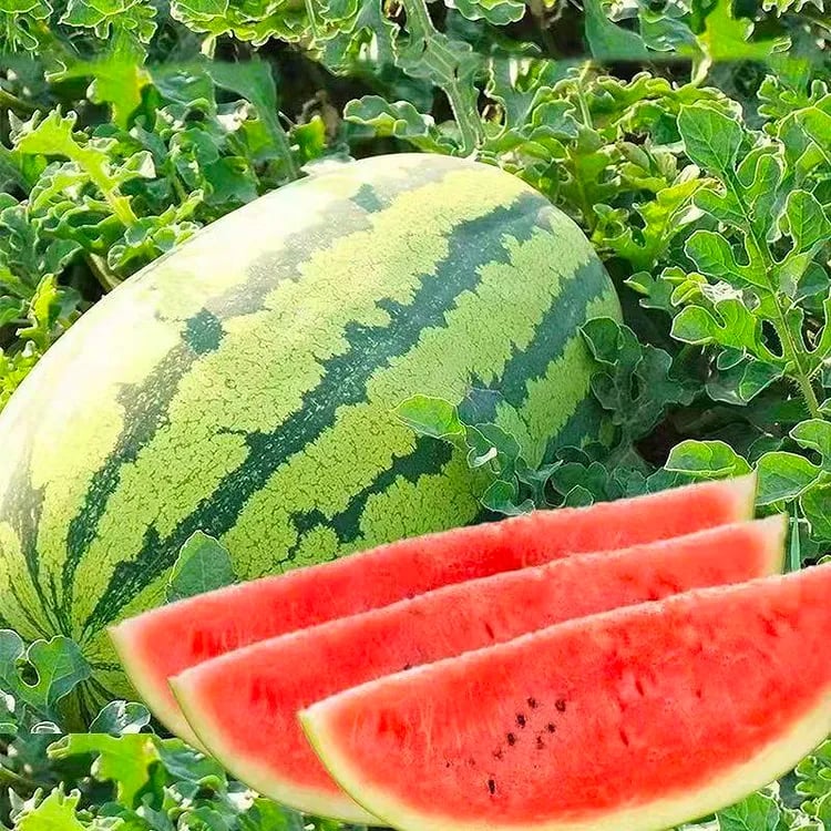 🍉Lazy Man's Watermelon Seeds