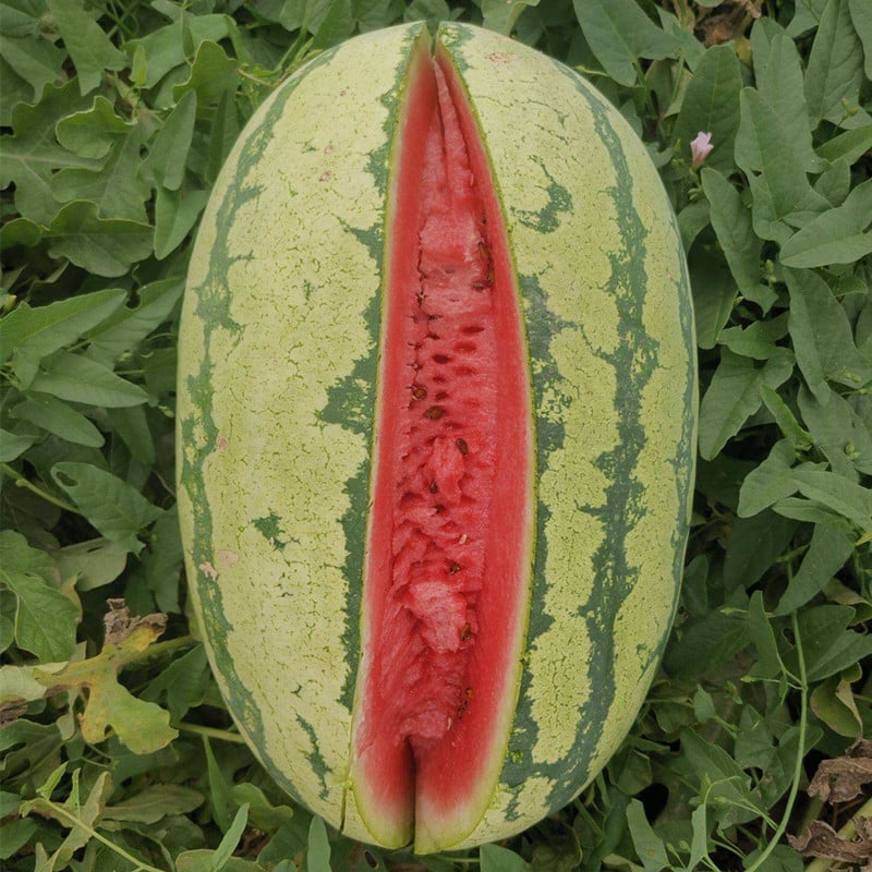 🍉Lazy Man's Watermelon Seeds