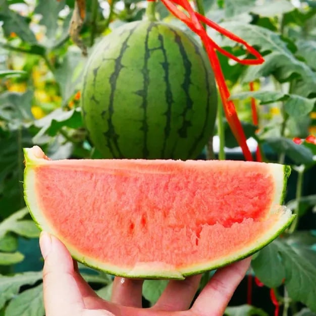 🍉Lazy Man's Watermelon Seeds