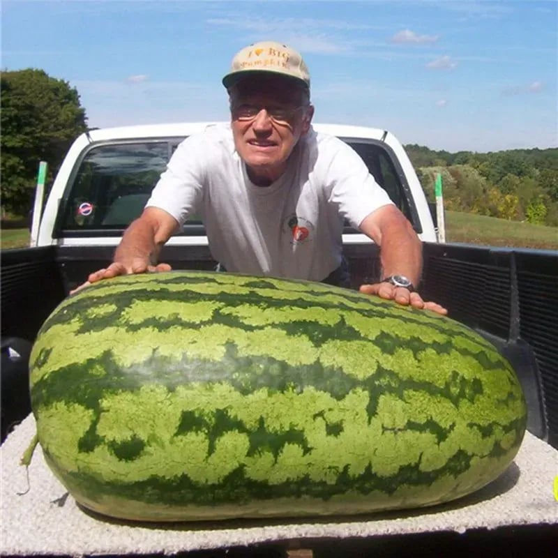 🍉Lazy Man's Watermelon Seeds