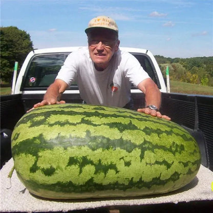 🍉Lazy Man's Watermelon Seeds