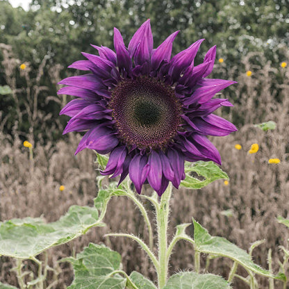 Purple Giant Sunflower Seeds Sun Flower Rare Plant Garden