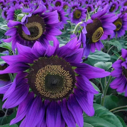 Purple Giant Sunflower Seeds Sun Flower Rare Plant Garden