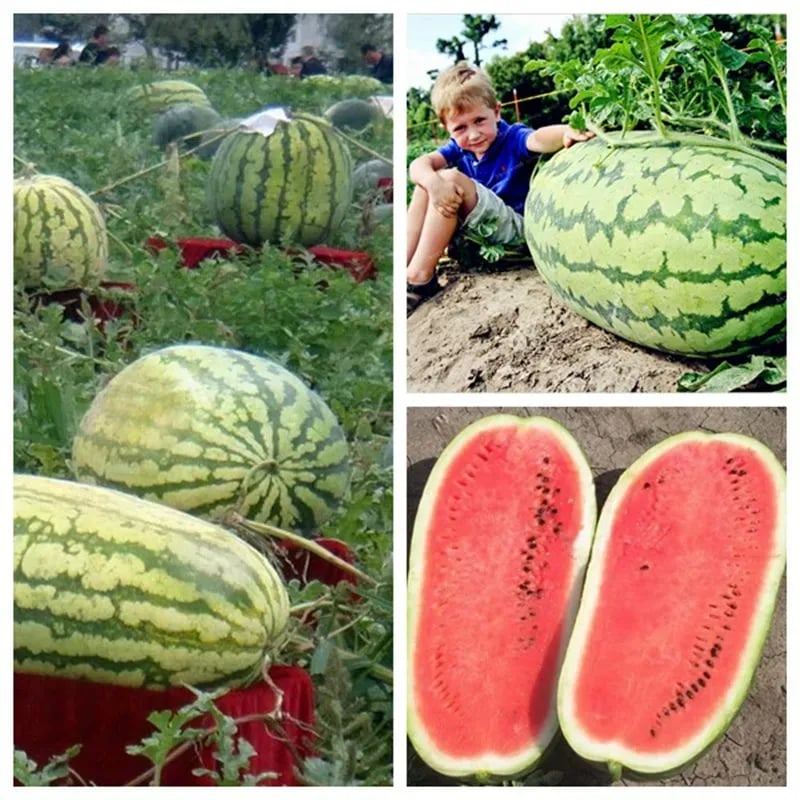 🍉Lazy Man's Watermelon Seeds