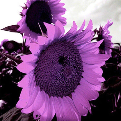 Purple Giant Sunflower Seeds Sun Flower Rare Plant Garden